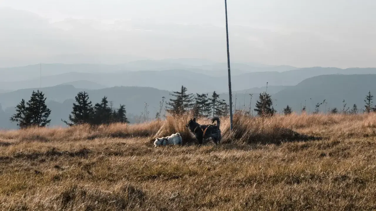 Dwa psy, jeden biały, drugi ciemny, odpoczywają na trawiastym zboczu Turbacza.
