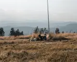 Dwa psy, jeden biały, drugi ciemny, odpoczywają na trawiastym zboczu Turbacza.