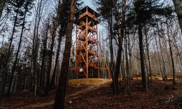 Drewniana wieża widokowa w lesie, otoczona drzewami. Wspaniałe miejsce na spacer i podziwianie widoków.