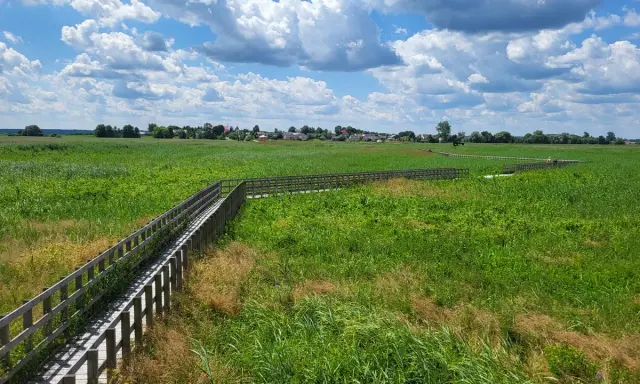 Drewniana kładka wśród zielonych łąk i trzcin, prowadząca do urokliwej wioski. Odkryj magiczne miejsca na Podlasiu.