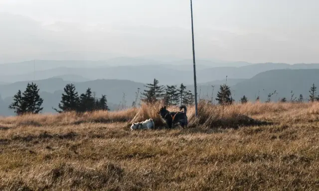 Dwa psy, jeden biały, drugi ciemny, odpoczywają na trawiastym zboczu Turbacza.